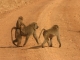 baboon-with-baby