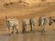 drinking-zebras