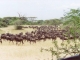 serengeti-migration