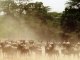 wildebeest-migration-serengeti