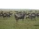 wildebeest-on-the-move