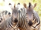 zebras-tarangire