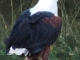 african-fish-eagle_0