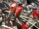 carmine-bee-eaters
