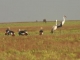 crowned-and-wattled-cranes