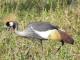 crowned-crane