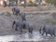 elephant-family