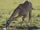 giraffe-drinking