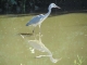 grey-heron-reflections