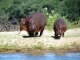 hippos-heading-for-water