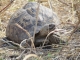 leopard-tortoise
