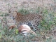 leopard-with-kill
