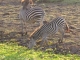 luangwa-zebra