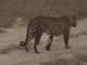 magnificent-leopard
