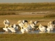 pelicans-in-channel