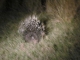 porcupine-night-drive