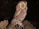 scops-owl