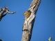tree-squirrel-morning-sun