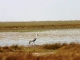 wattled-crane-next-to-lagoon