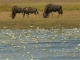 wildebeest-and-waterlillies