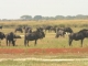 wildebeest-liuwa-plains