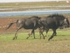 wildebeest-on-the-run