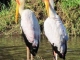 yellow-billed-storks