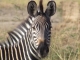 zebra-south-luangwa