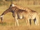female-giraffes