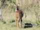 female-kudu