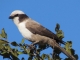 southern-white-crowned-shrike
