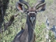 young-male-kudu