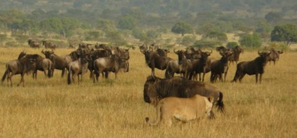 lion-hunt-masai-mara