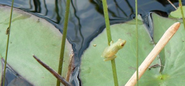 okavango-frog