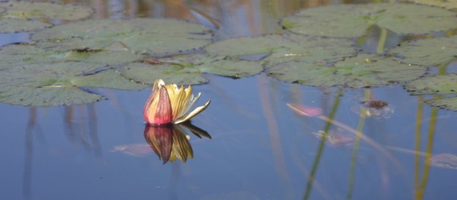 okavango-water-lilies