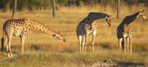 okavango-wildlife-adventure-header