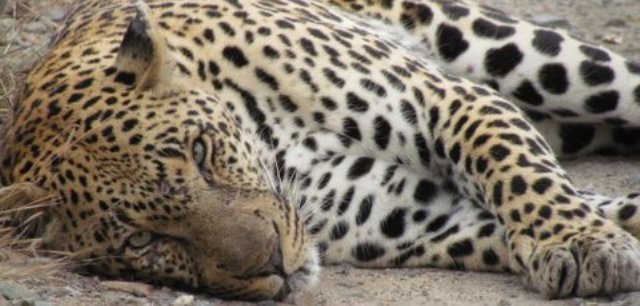 Nottens-male-leopard