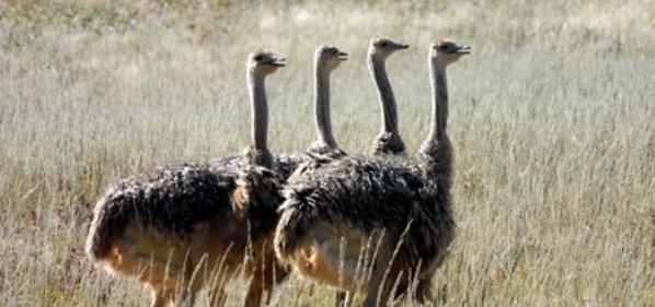curious ostriches