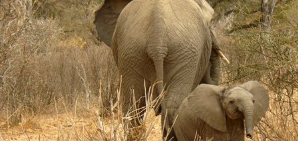elephant and baby