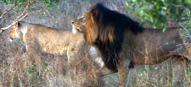 kapama-lion-and-lioness