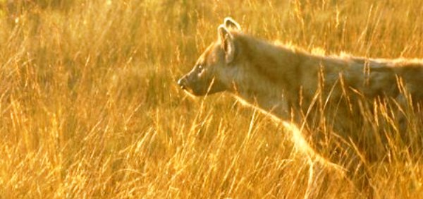 hyena-in-morning-light