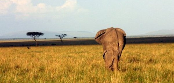 masai-mara-landscape