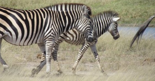 strolling-zebras
