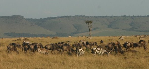 wildebeest-and-zebra-masai-mara