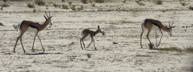 Springbok Header