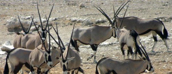 oryx-etosha-waterhole