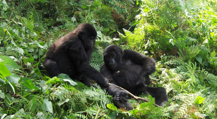 gorillas-playing-banner