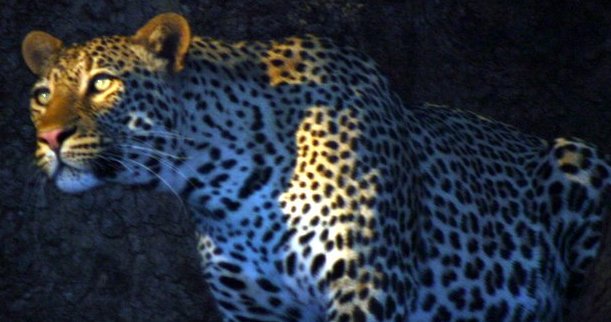 leopard-header